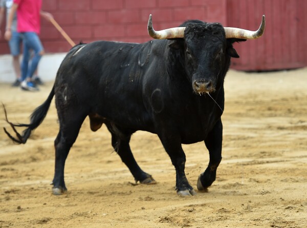 При первом забеге с быками на фестивале Сан-Фермин в Испании пострадали восемь человек