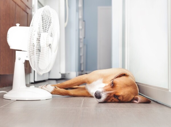 Как помочь домашним животным пережить жару?
