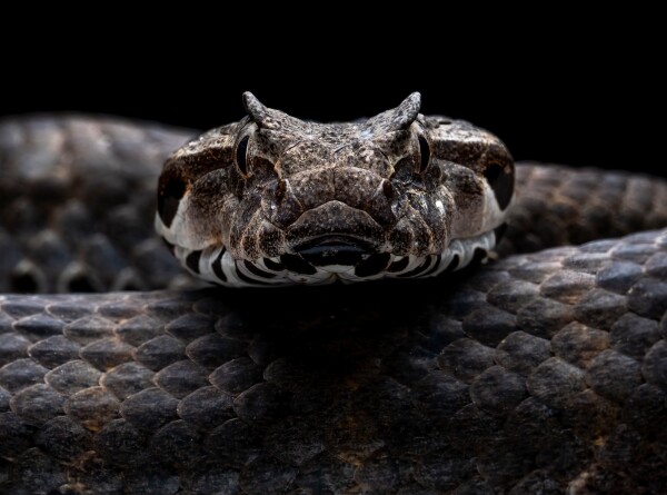 Новый вид змеи с синими губами обнаружили ученые во Вьетнаме