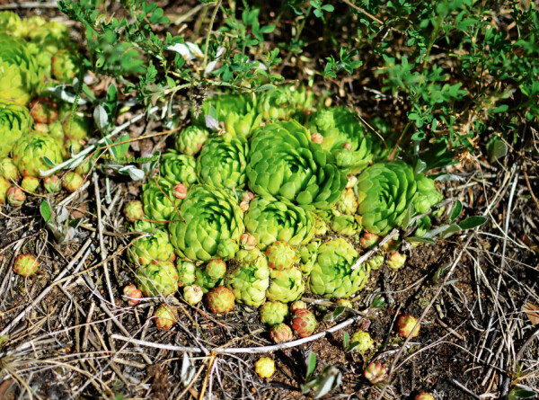 Редкое растение обнаружили биологи в Тульской области
