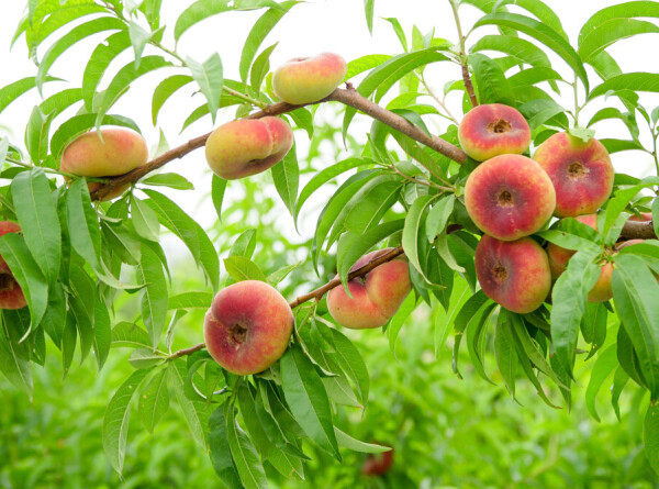Инжирный сорт персиков созрел в Молдове