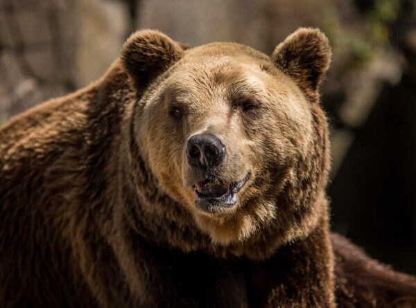 Три медведя приехали в Кишиневский зоопарк по обмену