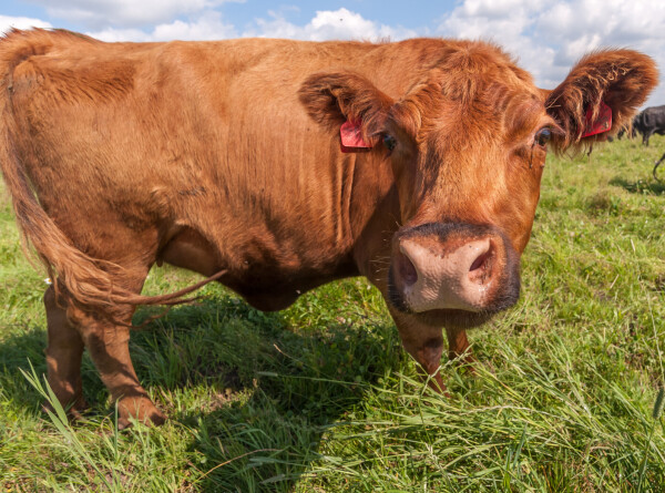 Педикюр для коров: соревнования по скоростной обрезке копыт прошли в Казани