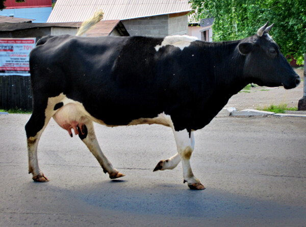 Заблудившуюся корову Кумушку поймали в 40 км от дома и вернули на пастбище