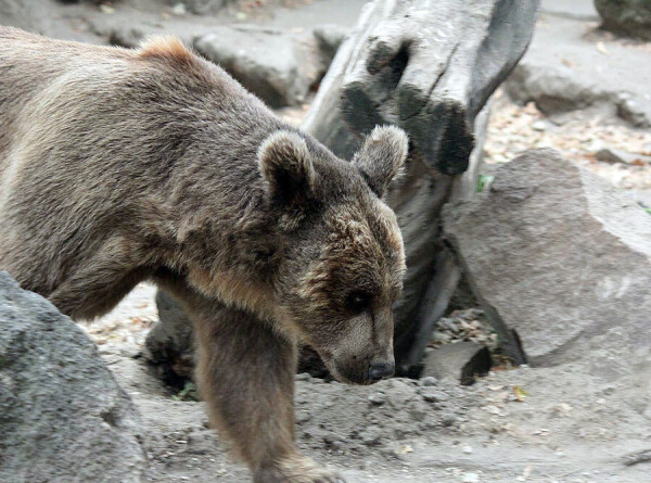 Молодой медведь забрел на окраину деревни в Подмосковье
