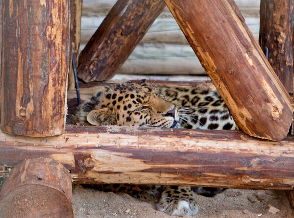 Растолстевший в зоопарке леопард отказался от диеты и физкультуры