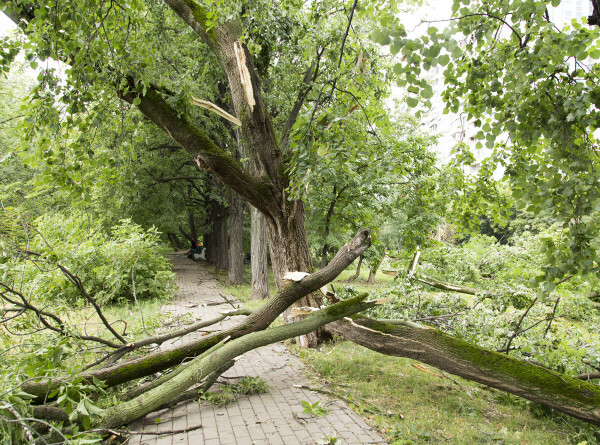 Июньский ураган в Беларуси: погибла женщина, 82 населенных пункта обесточены