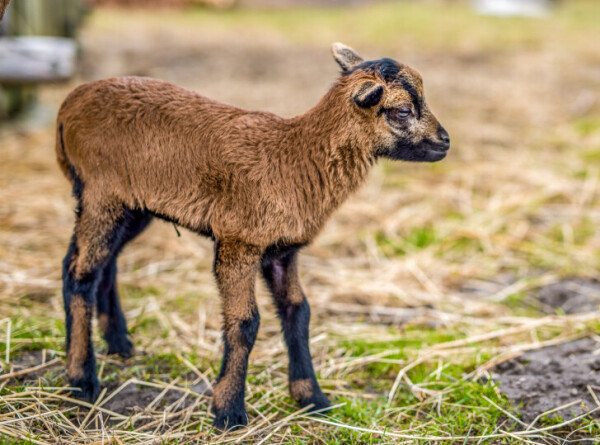 Два ягненка камерунской овцы родились в филиале Московского зоопарка