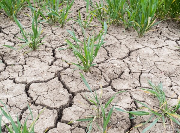 Режим повышенной готовности ввели в Ростовской области из-за угрозы засухи