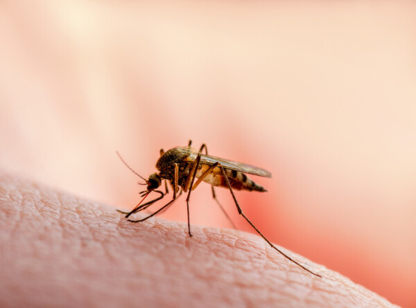 Кровососущие насекомые атаковали регионы России: комары, мошкара и мухи держат в страхе целые поселки