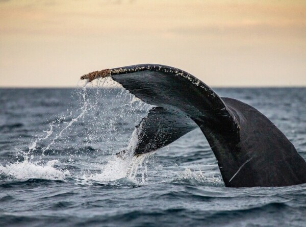 Запутавшегося в сетях кита у берегов Териберки удалось спасти