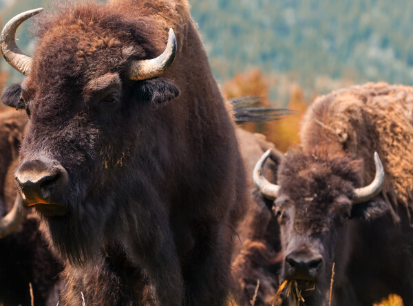 Канадские бизоны освоились в Магаданской области