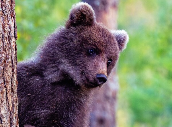 Медвежонок попал в объектив фотоловушки в Якутии