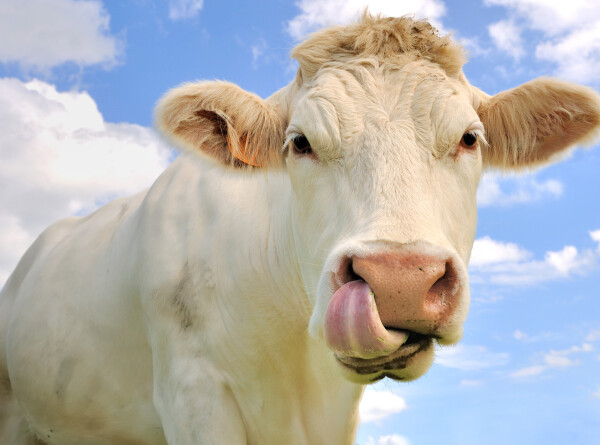 Самая дорогая корова в мире живет в Бразилии