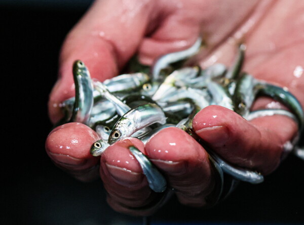 «Рыбный выпускной»: 1,5 млн мальков кеты выпустили в реку в Магаданской области