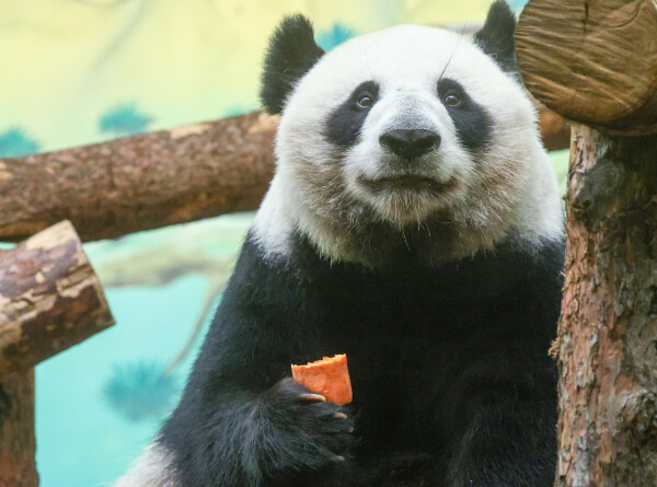 Плотный завтрак – залог успеха: панда Жуи съел гигантский росток бамбука