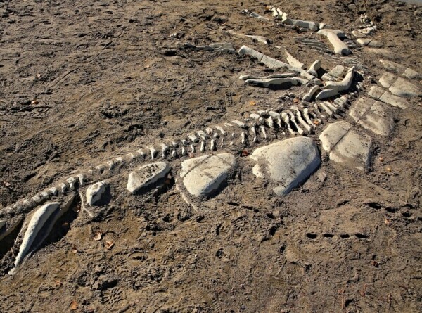 Самую большую окаменелость стегозавра выставят на аукцион