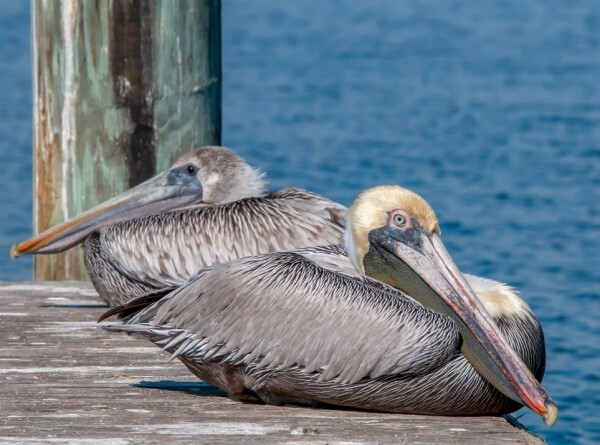 Почти 30 спасенных от голода пеликанов выпустили на волю в США