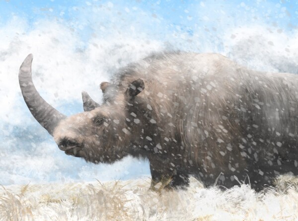 Череп шерстистого носорога нашли на месте падения Тунгусского метеорита