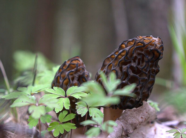 Сморчки и строчки: в Беларуси стартовал сезон деликатесных грибов