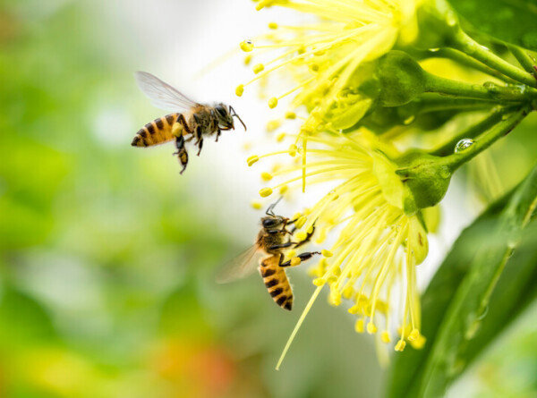 Пчелы оказались способны выявлять рак легких