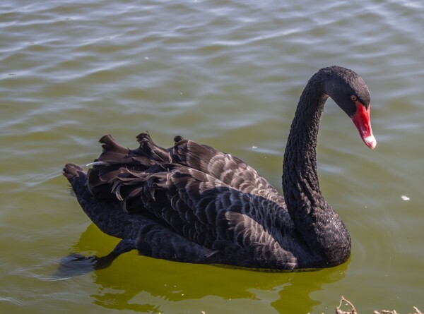 Черные лебеди в Московском зоопарке обзавелись потомством и стали шипеть на людей