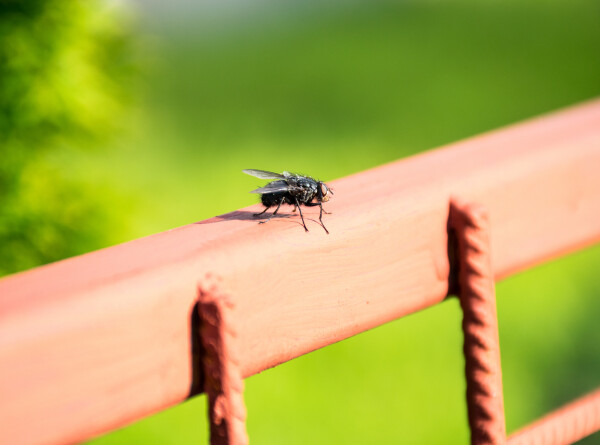 Как изгнать мух из дачного дома?