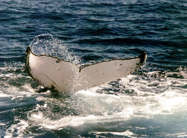 Редкий кит-горбач запутался в рыболовных сетях: сахалинские спасатели начали масштабную операцию по освобождению