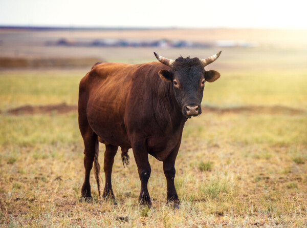 Сбежавшего из перевернувшейся фуры быка в Италии поймали спустя две недели