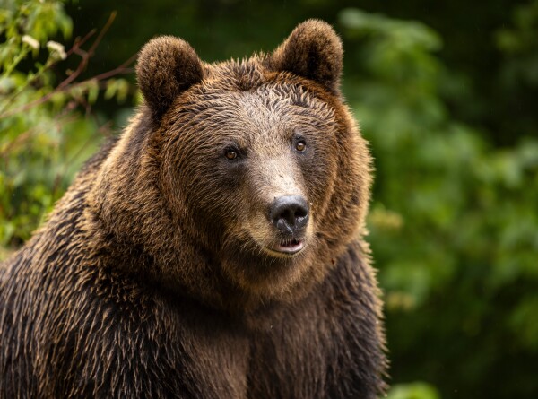 Медведь пробрался на кладбище в Иркутской области и раскачал памятник