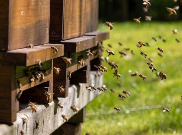 Массовый мор пчел в Башкирии и на Кубани: в чем причина и будет ли мед?