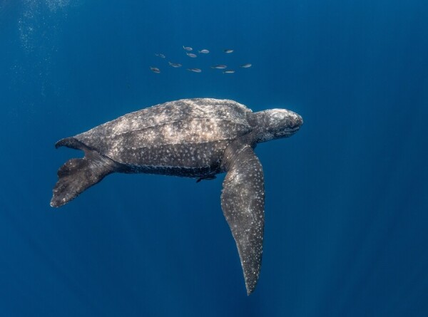 Черепаха совершила рекордное глубоководное погружение в Тихий океан