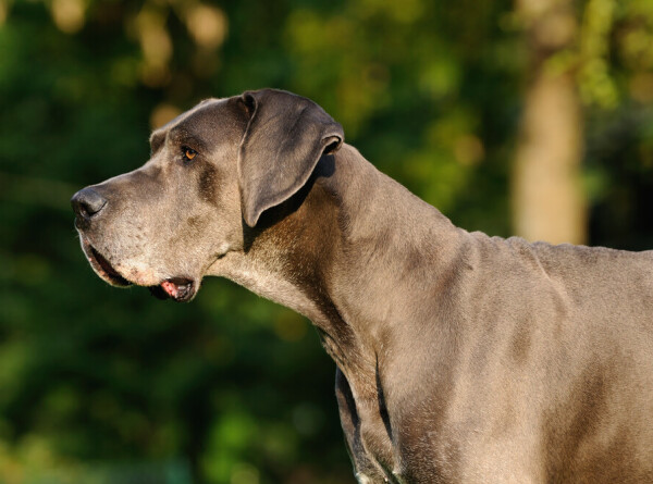 Самой высокой собакой в мире признали трехлетнего дога из США