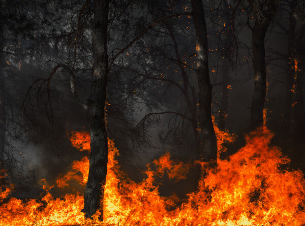 Пожарные остановили продвижение огня в турецкой провинции Измир