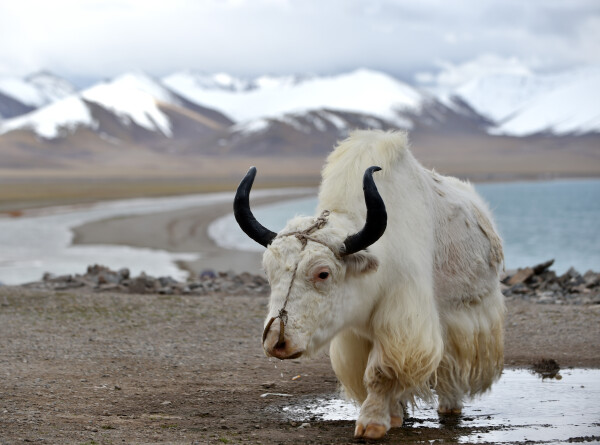 Озера в Тибете расширились из-за глобального потепления