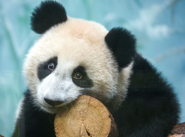 Непослушная панда Катюша из Московского зоопарка поссорилась с мамой из-за бассейна