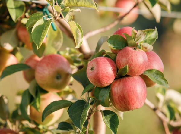 Редкие сорта яблонь погибли из-за паводка в Казахстане