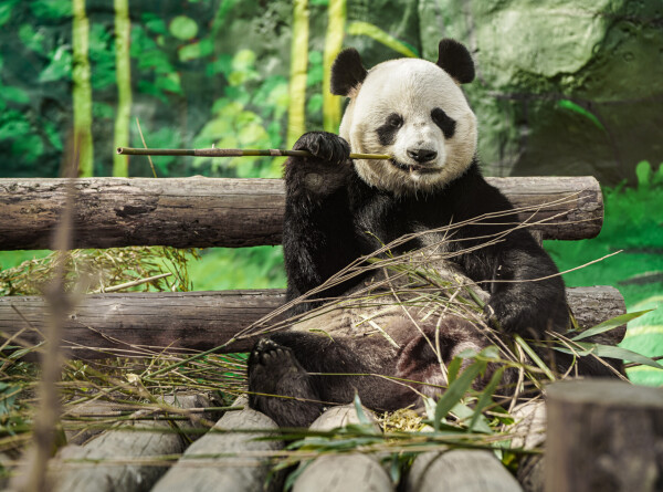 Двух панд привезли из Китая в США