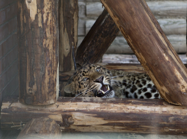 Детеныша леопарда впервые выпустили из вольера в Сочи