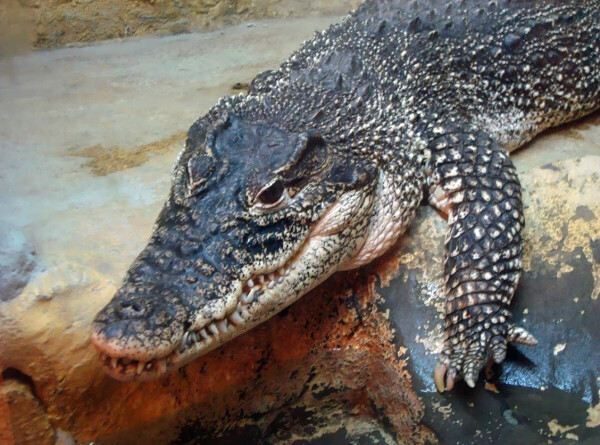 Крокодил чуть не разорвал дразнившего его палкой дрессировщика