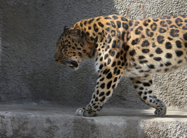 Леопарда, выпущенного по программе восстановления, заметили в Кабардино-Балкарии