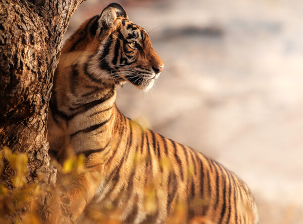 Тигрица-фотомодель из Приморья родила двойню