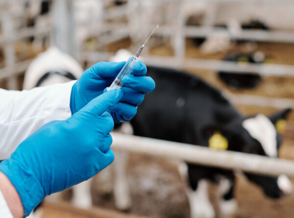 Массовая вакцинация домашнего скота в Армении: от чего прививают животных?