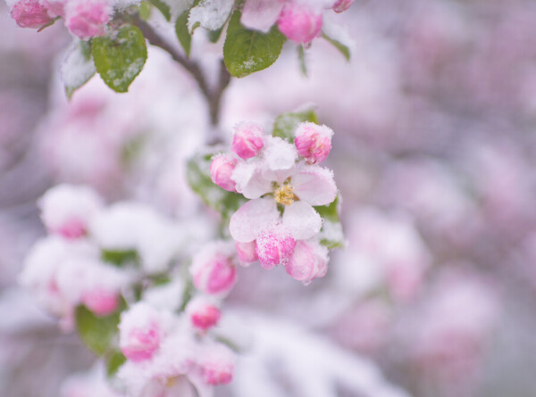 Как спасти яблони от майских морозов, рассказал садовод