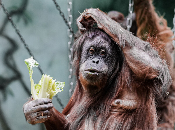 Искусственный интеллект раскрыл особенности «языка» орангутангов