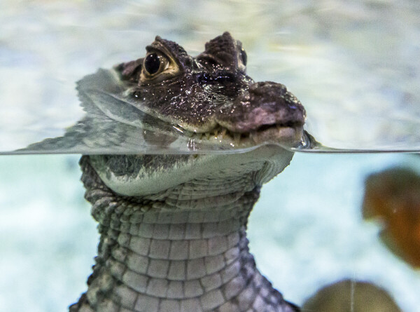 Домашнего аллигатора украли и по ошибке выпустили в болото в США
