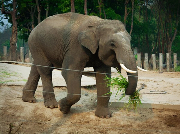 Какие ритуалы совершают слоны во время приветствия?