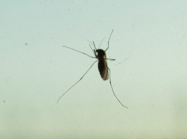 Какие цвета отпугивают комаров, выяснили ученые