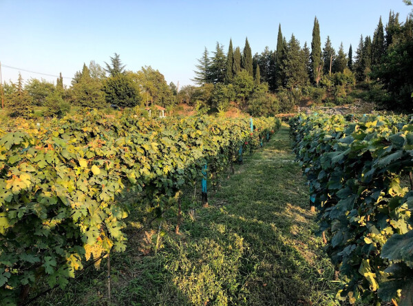 Сбор виноградных листьев для долмы начался в Азербайджане