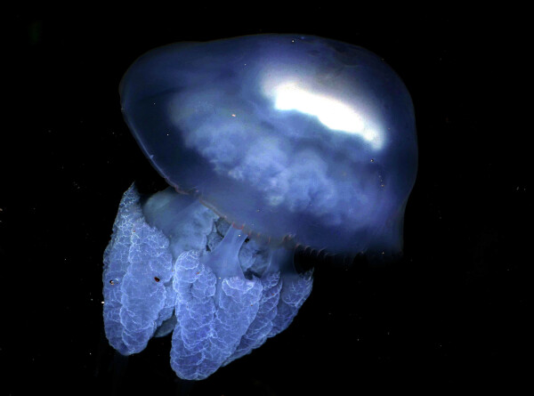 Море в Анапе превратилось в кисель из медуз